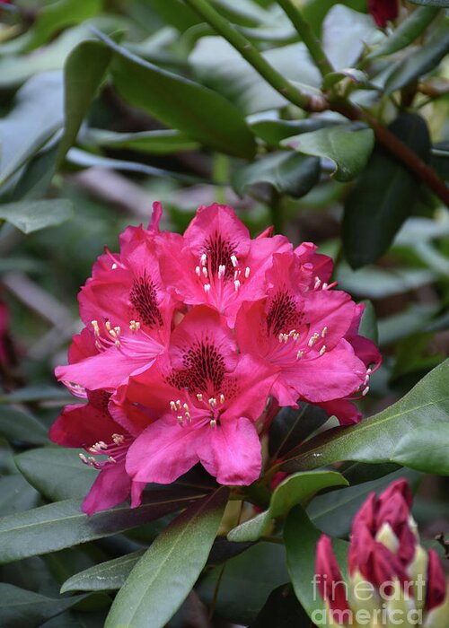 Beautiful Rhododendron Bush and Blooming Greeting Card by DejaVu Designs