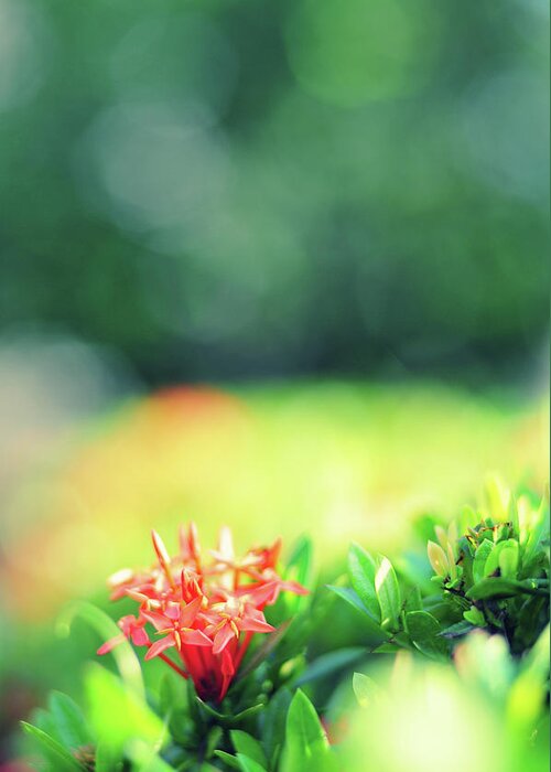 Flowerbed Greeting Card featuring the photograph Beautiful Spring Flowers by Primeimages