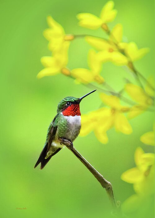 Hummingbird Greeting Card featuring the photograph Beautiful Summer Hummer by Christina Rollo