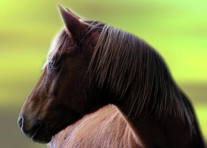 Horse Greeting Card featuring the photograph Beauty by Abenaa