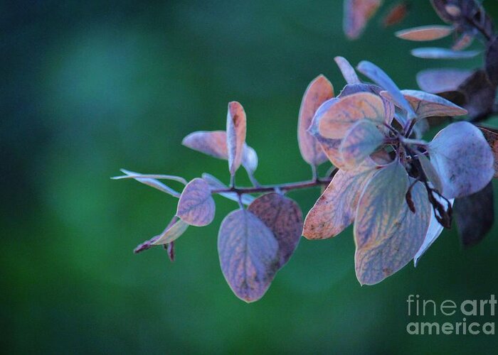 Leaf Greeting Card featuring the photograph Beauty in Leaves by Julie Lourenco