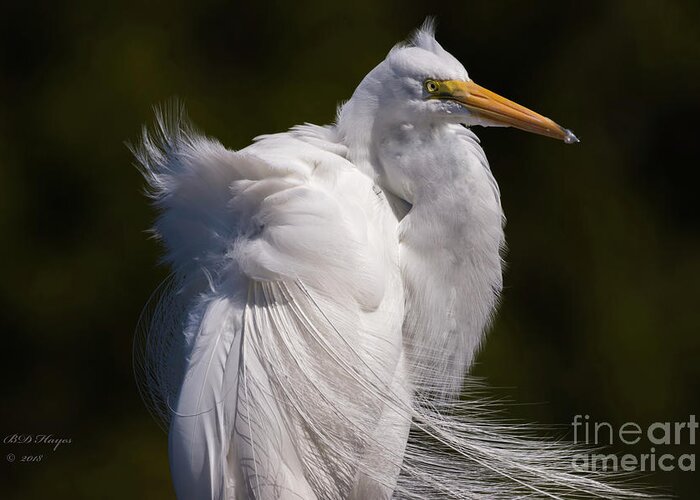 Egrets Greeting Card featuring the photograph Beauty In The Wind by DB Hayes