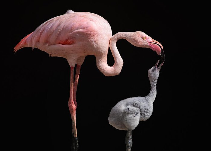 Flamingo Greeting Card featuring the photograph Become Pink by Mathilde Guillemot