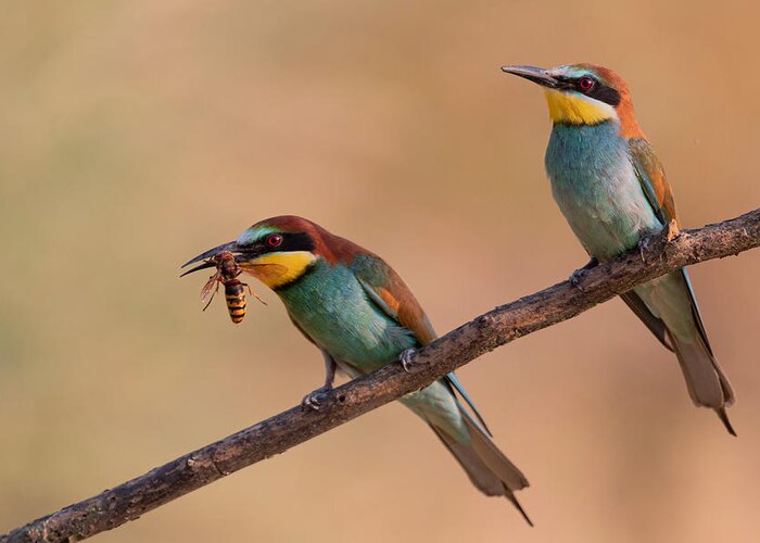 Bee-eater Greeting Card featuring the photograph Bee-eater by Paolo Bolla