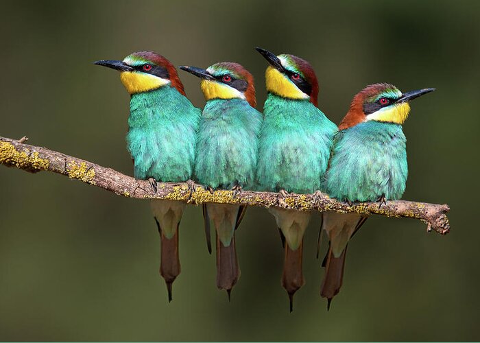 Bird Greeting Card featuring the photograph Bee-eater Resting by Xavier Ortega