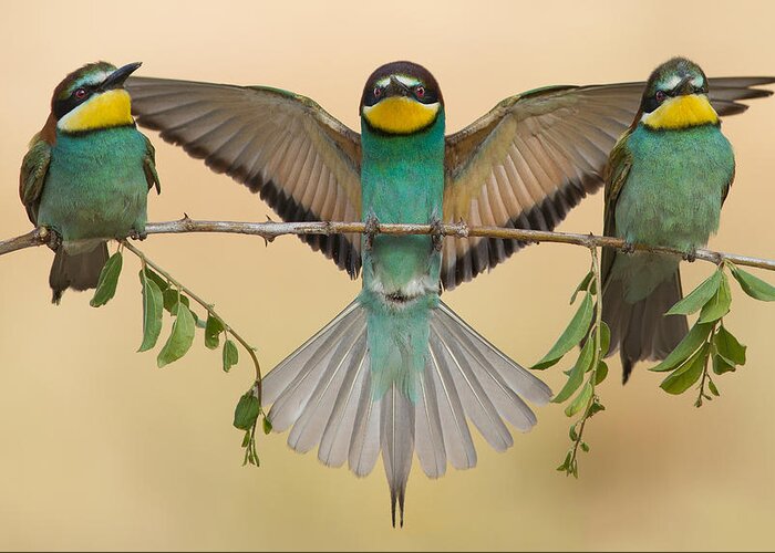 Bee-eater Greeting Card featuring the photograph Bee-eaters Trio by Eliran Sagie