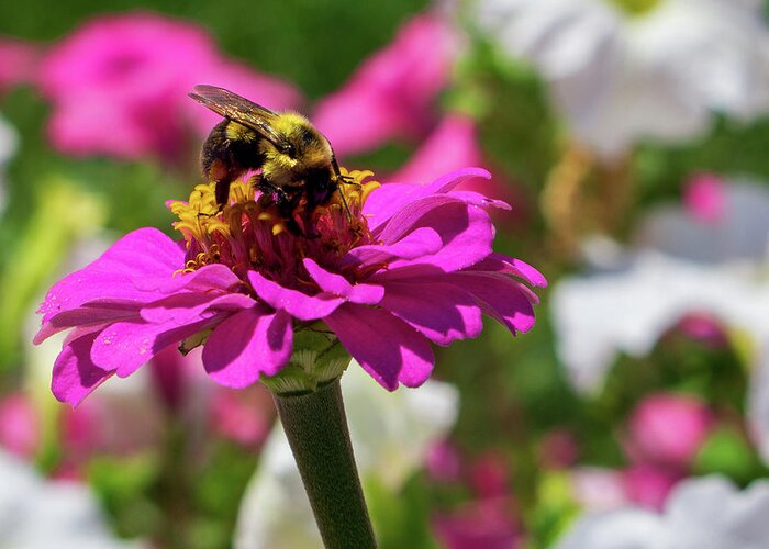 Flowers Greeting Card featuring the photograph Bee on a Pink Zinnia by Jason Fink