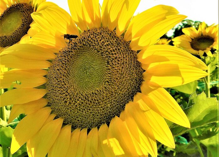 - Bee On A Sunflower Greeting Card featuring the photograph - Bee on a Sunflower by THERESA Nye