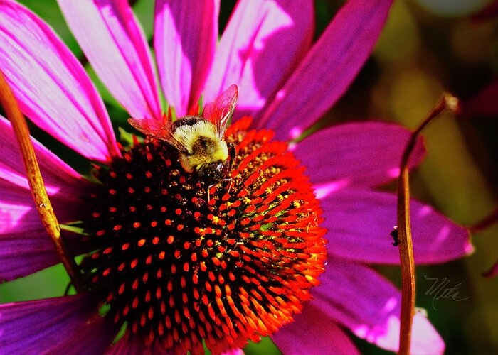 Macro Photography Greeting Card featuring the photograph Bee on Cone Flower by Meta Gatschenberger