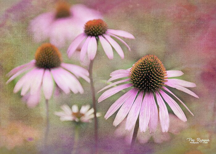 Cone Flower Greeting Card featuring the photograph Believe and Beat Cancer by Peg Runyan