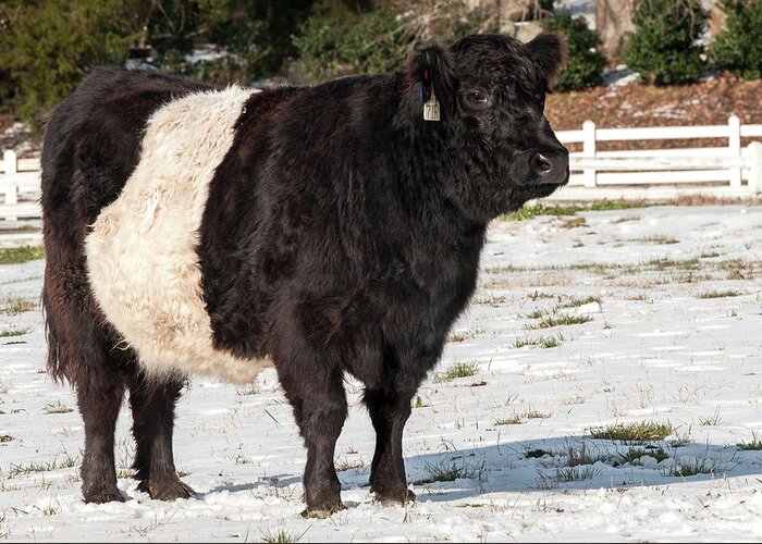 Belties Greeting Card featuring the photograph Beltie in Winter by Minnie Gallman