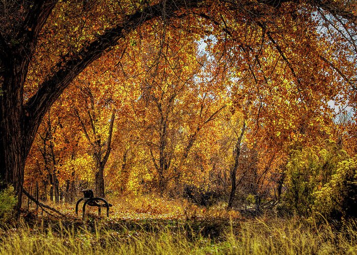Photographs Greeting Card featuring the photograph Bench with Autumn Leaves by John A Rodriguez
