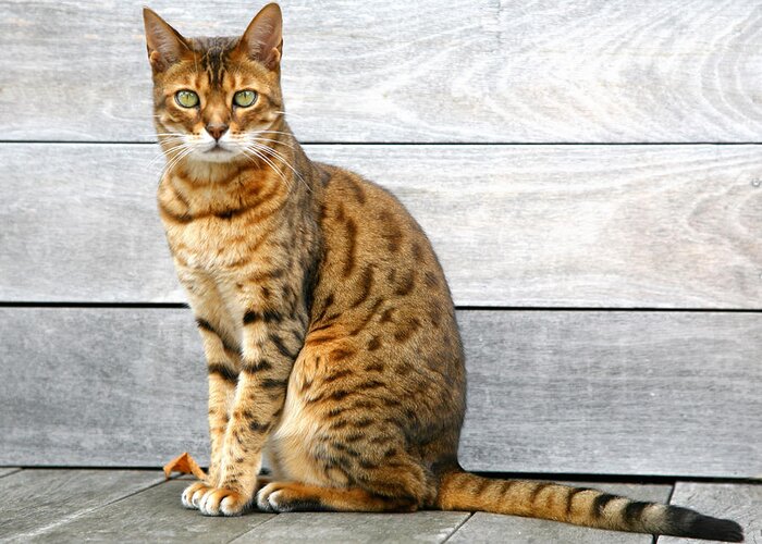 Pets Greeting Card featuring the photograph Bengal Cat Sitting On Weathered Deck by Itsabreeze Photography