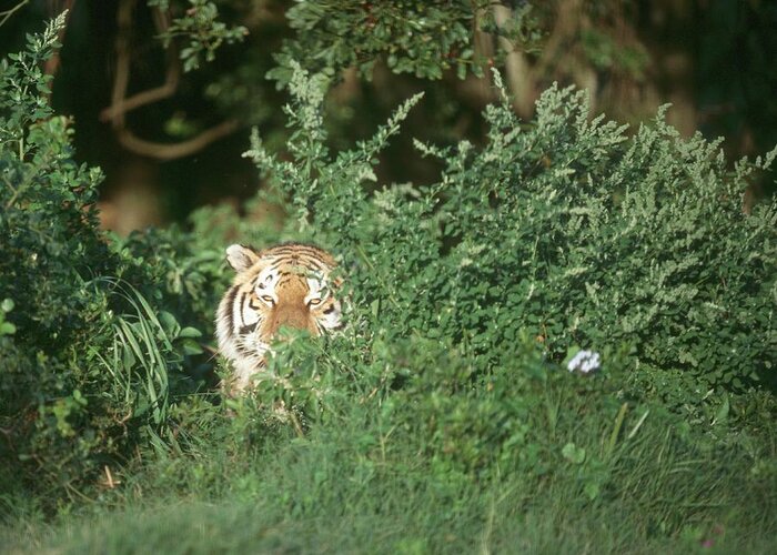 Hiding Greeting Card featuring the photograph Bengal Tiger Panthera Tigris Peering by Dominic Barnardt