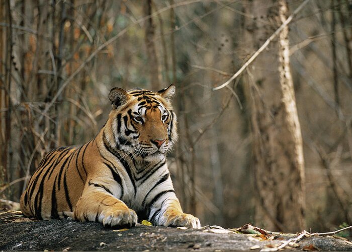 Big Cat Greeting Card featuring the photograph Bengal Tiger Panthera Tigris Tigris by James Warwick