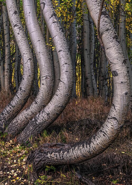 Trees Greeting Card featuring the photograph Bent Out of Shape by Chuck Jason