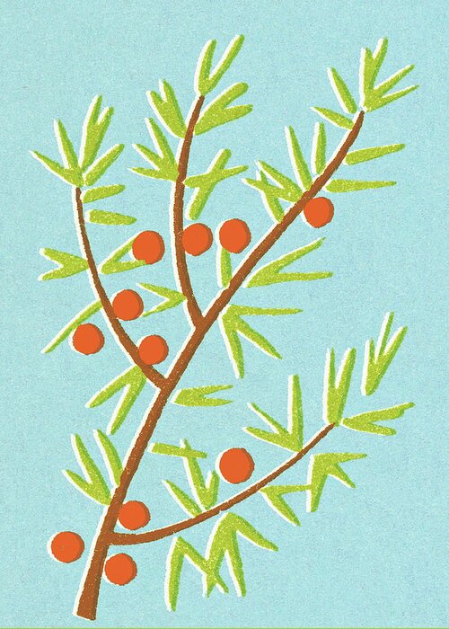 Berry Greeting Card featuring the drawing Berry bush by CSA Images