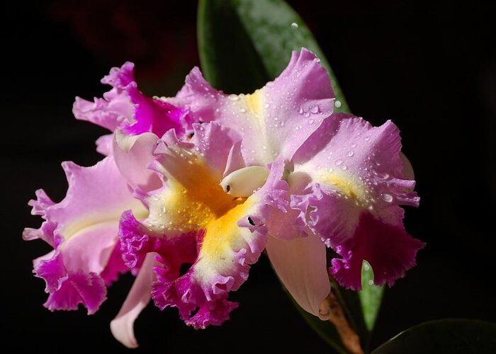 Orchid Greeting Card featuring the photograph Best Cattleya by Nancy Ayanna Wyatt