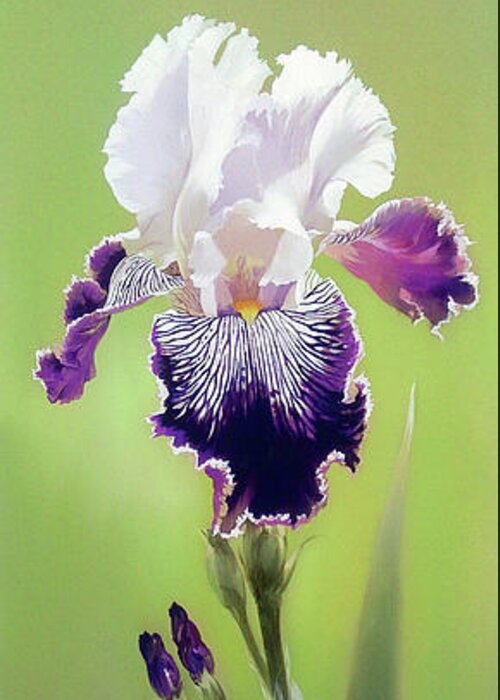 Russian Artists New Wave Greeting Card featuring the painting Bi-colored Iris Flower by Alina Oseeva