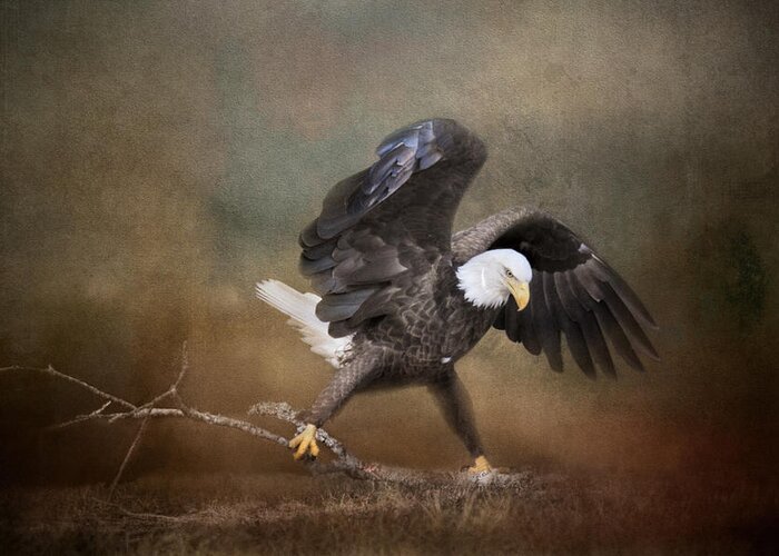 Bald Eagle Greeting Card featuring the photograph Big Challenges by Jai Johnson