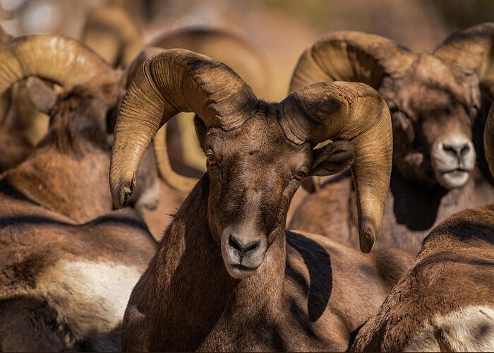 Ram Greeting Card featuring the photograph Bighorns Resting in the Afternoon Sun by Gary Kochel