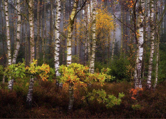 Birch Greeting Card featuring the photograph Birch forest in the fog by Jenco Van Zalk