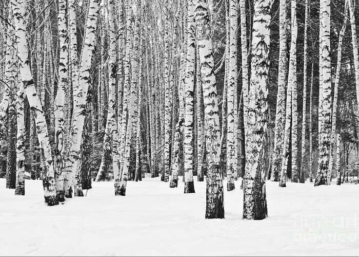 Country Greeting Card featuring the photograph Birch Forest In Winter In Black by Furtseff