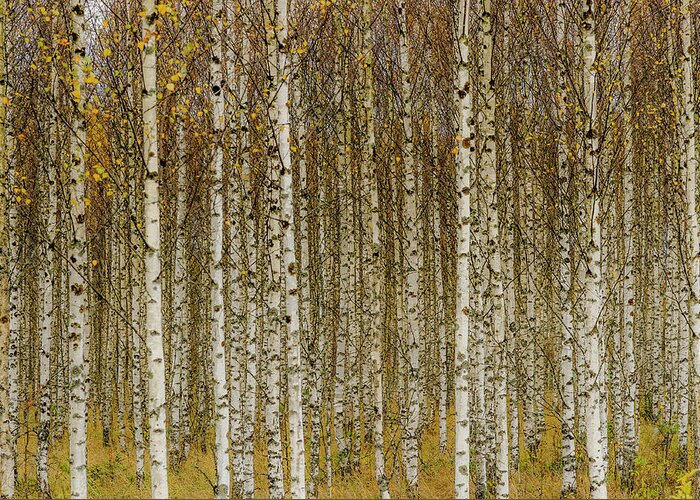 Briches Greeting Card featuring the photograph Birches by Torbjörn Gustafsson