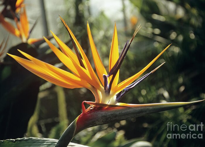 Botanical Greeting Card featuring the photograph Bird Of Paradise Flower by Mike Comb/science Photo Library