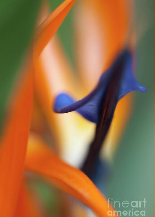 Bird Of Paradise Greeting Card featuring the photograph Bird Of Paradise (strelitzia Reginae) Flower by Photostock-israel/science Photo Library