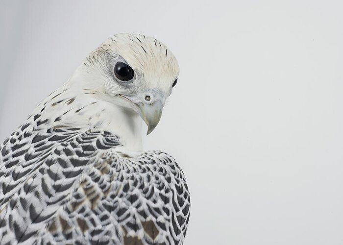 White Background Greeting Card featuring the photograph Bird Of Prey Aves, Close-up by Yamada Taro