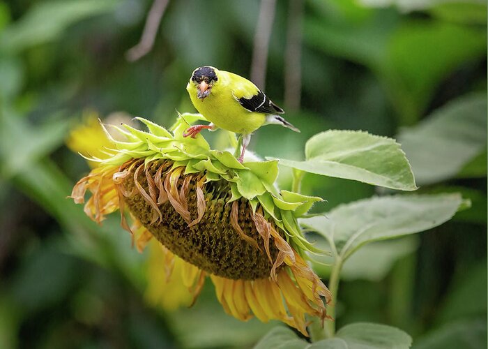 Bird Greeting Card featuring the photograph Bird on a Sunflower 3 by Deborah Penland