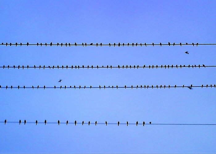 Birds On Lines Greeting Card featuring the photograph Birds On Lines by FD Graham