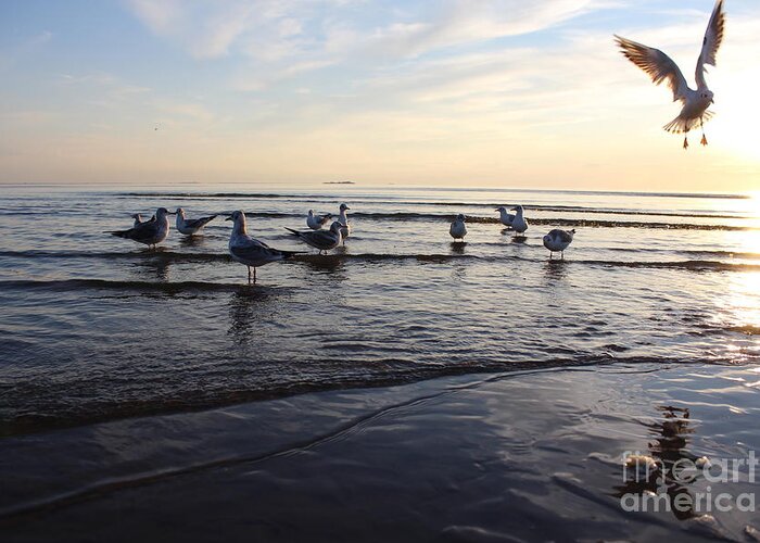 Flight Greeting Card featuring the photograph Birds On The Sunset Seagulls At Sunset by Antshev