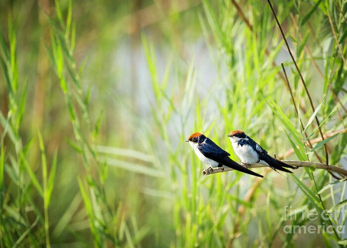 Africa Greeting Card featuring the photograph Wire Tailed Swallows by Timothy Hacker