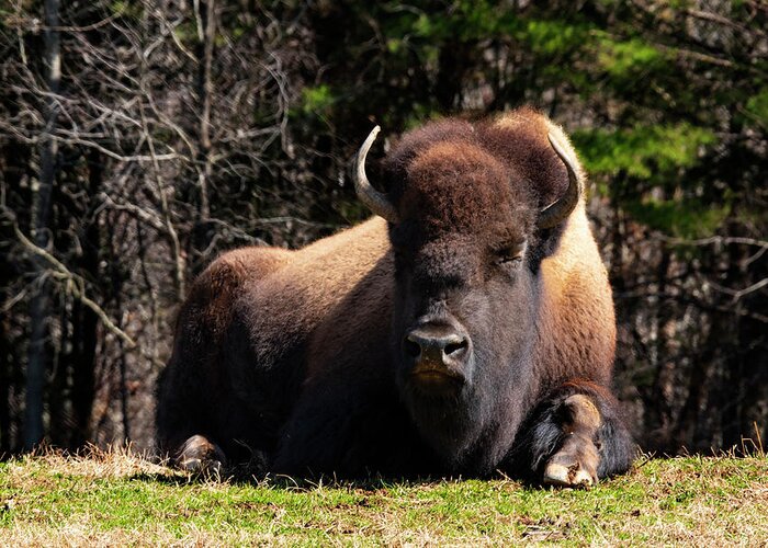 Bison 1 Greeting Card featuring the photograph Bison 1 by Robert Michaud