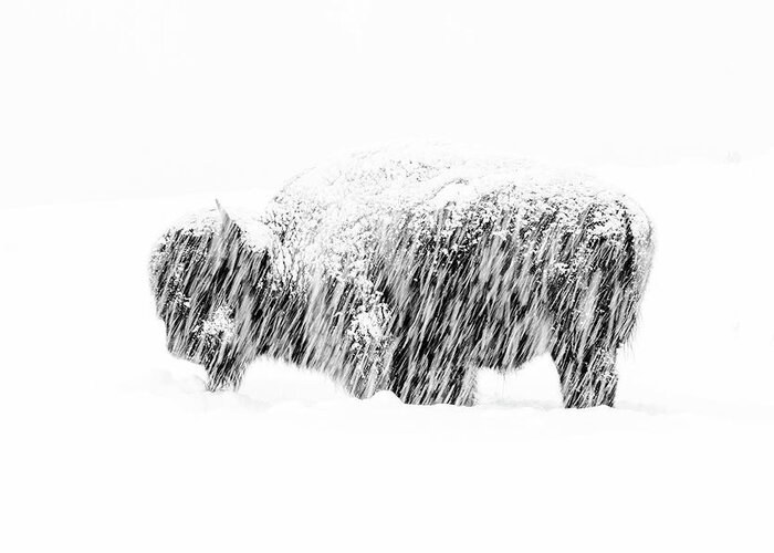 American Bisonbison Bisonnorth Americausaunited States Of Americawyomingyellowstone National Parkanimalbrownmammalnatureungulatewildlifewintersnowmax Waughyellowstone18win Buffalo Wildlife Photographer Of The Year Wpy55 Snow Exposure Greeting Card featuring the photograph Bison in Painted Snow by Max Waugh