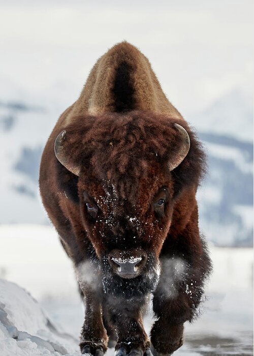 Bison Greeting Card featuring the photograph Bison Incoming by Peter Hudson