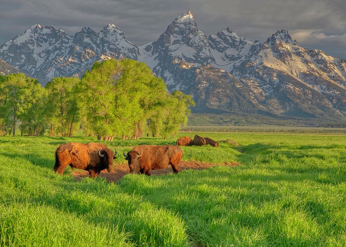 Bison Greeting Card featuring the photograph Bison Morning 2011-06 01 by Jim Dollar
