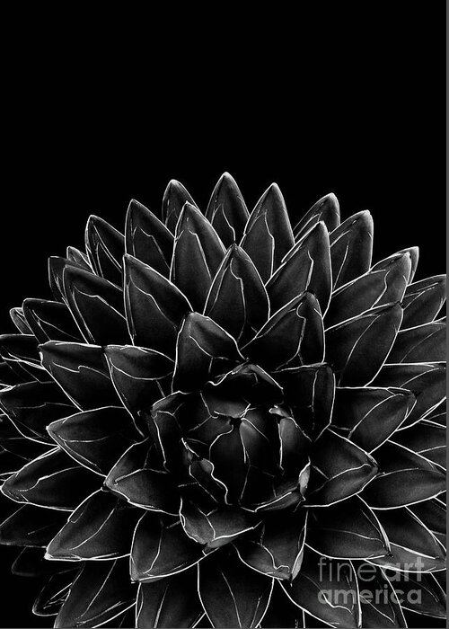 Black-and-white Greeting Card featuring the mixed media Black Agave Chic #1 #succulent #decor #art by Anitas and Bellas Art