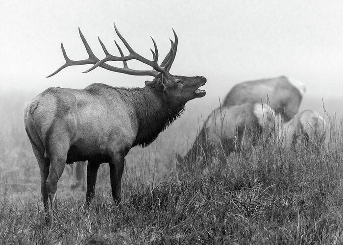 Bull Elk Greeting Card featuring the photograph Black and White Bull Elk by Eric Albright