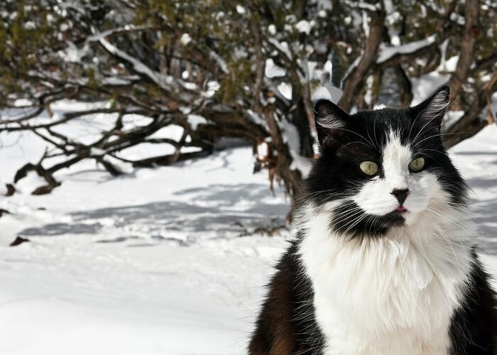 Alertness Greeting Card featuring the photograph Black And White Cat Sitting In The Snow by Marilyn Conway