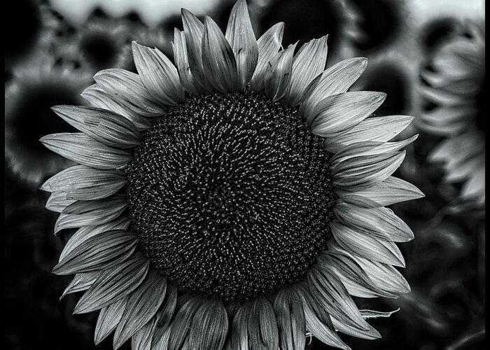 2019 Greeting Card featuring the photograph Black and white closeup of a sunflower in a field at dusk by Phillip Rubino