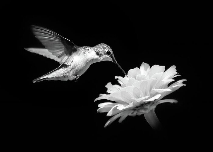 Hummingbird Greeting Card featuring the photograph Black and White Hummingbird and Flower by Christina Rollo