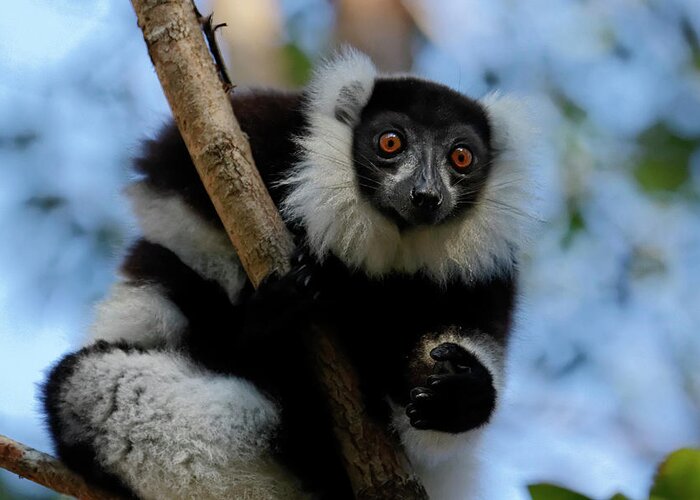Black Color Greeting Card featuring the photograph Black-and-white Ruffed Lemur by Jlr