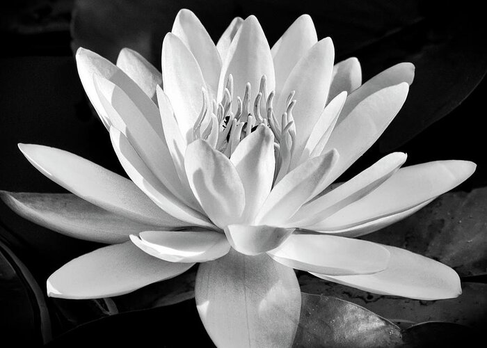 Black And White Greeting Card featuring the photograph Black And White Water Lily by Christina Rollo