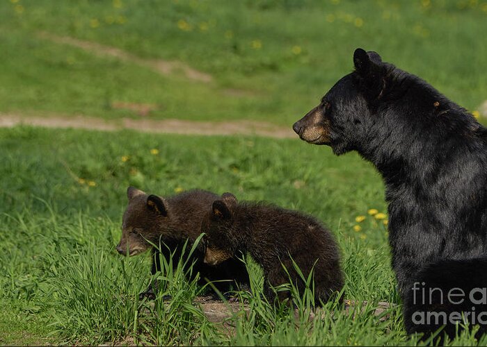 Sitting Greeting Card featuring the photograph Black Bear Family by Brian Kamprath