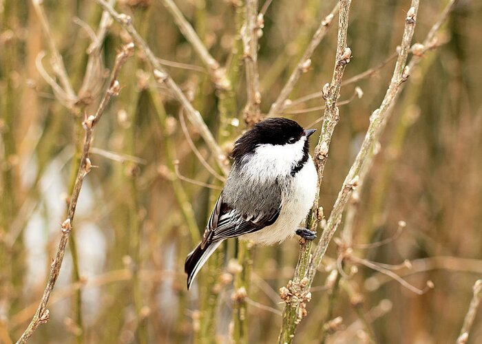 Black Capped Chickadee Greeting Card featuring the photograph Black Capped Chickadee Print by Gwen Gibson