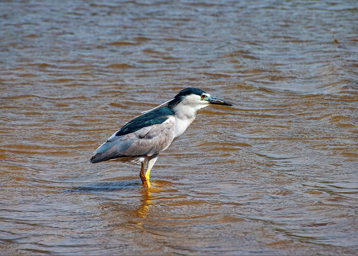 Heron Greeting Card featuring the photograph Black Crowned Heron by Anthony Jones