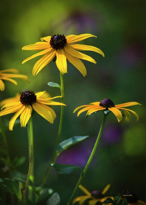 Black Eyed Susan Greeting Card featuring the photograph Black Eyed Susan by Christina Rollo